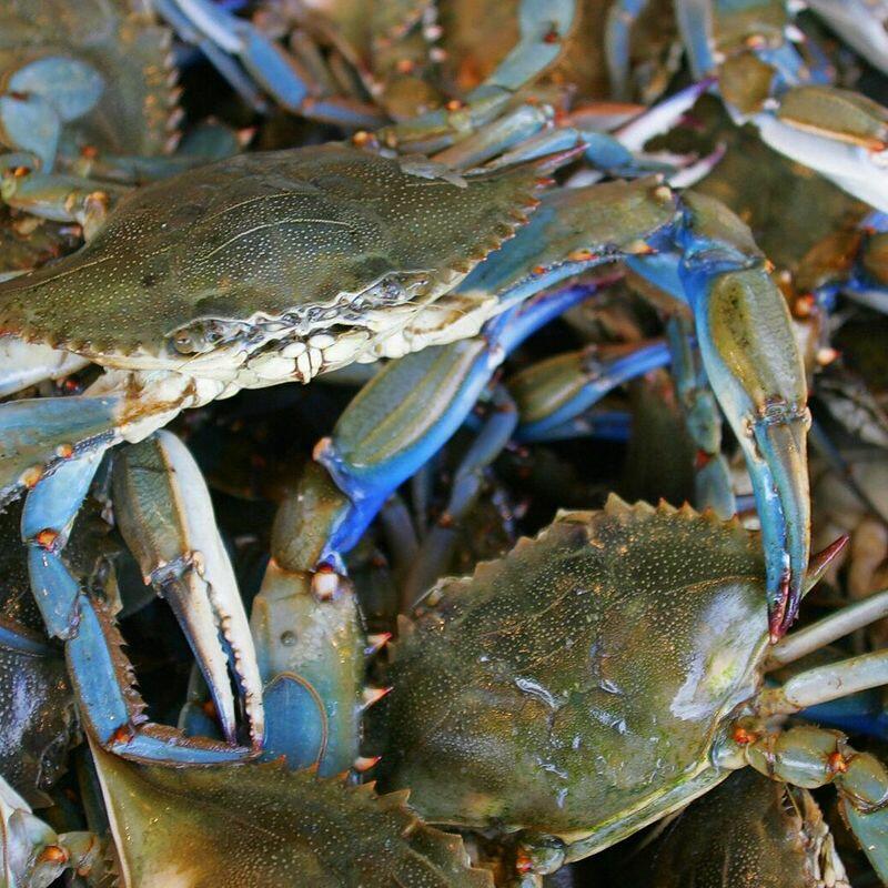 Blue Crab Special